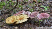 Champignon, Mount Riley, Haines area, Alaska