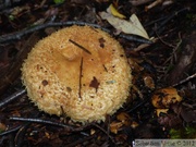 Champignon, Mount Riley, Haines area, Alaska