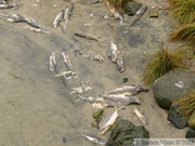 Oncorhynchus gorbuscha, Saumon rose à bosse, Pink salmon, Chilkoot River, Alaska