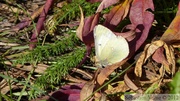 Colias nastes (?), Alsek-Tatchenchini Park, Haines Highway, Colombie Britannique, Canada