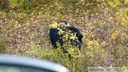 Ursus americanus, Ours noir, Kluane Park, Haines Highway, Yukon, Canada