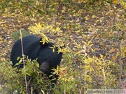 Ursus americanus, Ours noir, Kluane Park, Haines Highway, Yukon, Canada