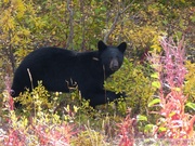 Ursus americanus, Ours noir, Kluane Park, Haines Highway, Yukon, Canada