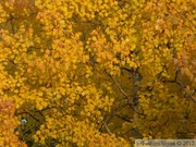 Peuplier faux-tremble, Populus tremuloides, L'or du Yukon, Whitehorse
