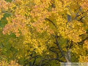 Peuplier faux-tremble, Populus tremuloides, L'or du Yukon, Whitehorse