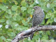 Myadestes townsendi, Solitaire de Townsend, Road to Red Ridge, Yukon