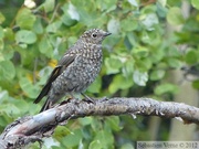 Myadestes townsendi, Solitaire de Townsend, Road to Red Ridge, Yukon