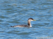 Podiceps grisegena, Red necked grebe, Grèbe jougris, Teslin River, Yukon, Canada