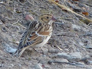 Calcarius lapponicus, Lapland Longspur, Bruant lapon