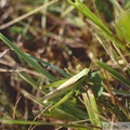 Mecostethus parapleurus, Criquet des roseaux