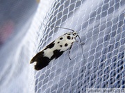 Ethmia quadrillella