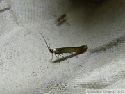 Coleophora alcyonipennella, Clover Case-bearer