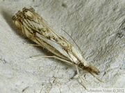 Catoptria falsella