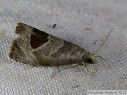 Notocelia uddmanniana, Bramble Shoot Moth