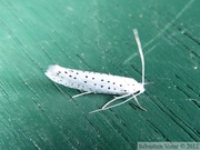 Yponomeuta evonymella