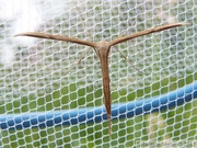 Pterophoridae