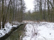 Terril Sabatier - Forêt de Raismes, 11 fév. 2013
