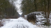 Terril Sabatier - Forêt de Raismes, 11 fév. 2013