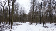 Terril Sabatier - Forêt de Raismes, 11 fév. 2013