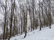 Terril Sabatier - Forêt de Raismes, 11 fév. 2013