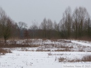 Terril Sabatier - Forêt de Raismes, 11 fév. 2013