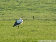 Ciconia ciconia, Cigogne blanche, White Stork