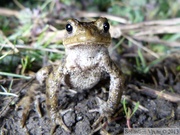 Bufo bufo, Crapaud commun