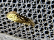 Eriocraniidae