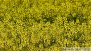 Fleurs de colza, Brassica napus var. napus