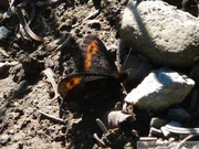 Erebia vidleri, Vidler's Alpine 