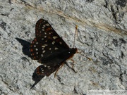 Euphydryas cf. chalcedona, Chalcedon Checkerspot