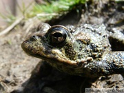 Anaxyrus boreas, Western toad, Crapaud boréal