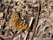 Polygonia satyrus, Satyr Anglewing, Polygone satyre