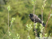  Agelaius phoeniceus, Red-winged blackbird, Carouge à épaulettes