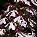 Orchis purpurea, Orchis pourpre
