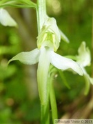 Platanthera chlorantha, Platanthère à fleurs verdâtres