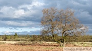 Rotenbüchel, Hautes-Fagnes