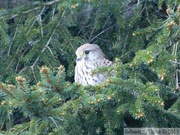 Falco tinnunculus, Faucon crécerelle