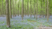 Jacinthe des bois, Hyacinthoides non-scripta, Bois de Halle
