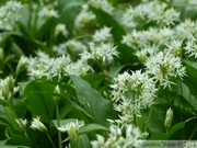 Ail des ours, Allium ursinum, Bois de Halle