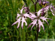 Silene flos-cuculi, Lychnis fleur de coucou