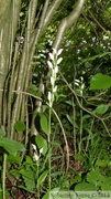 Cephalanthera damasonium, Céphalanthère de Damas, White Helleborine