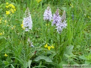 Dactylorhiza fuchsii, Orchis de Fuchs, Common spotted orchid