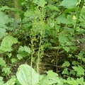 Listera ovata, Grande Listère, Common Twayblade
