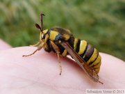 Sesia apiformis, la sésie apiforme, mâle