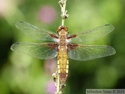 Libellule dépressive, Libellula depressa, femelle