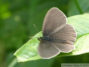 Aphantopus hyperantus, Tristan