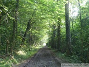 Galgebossen (Bois de gibets)