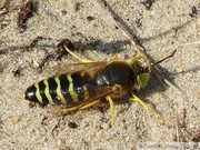 Bembix rostrata, Bembex à rostre, Common European Sand Wasp