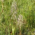 Orchis bouc, Himantolossum hircinum